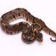 Africa import dinker ball python for sale