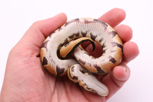 Africa import dinker ball python for sale