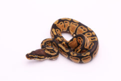 Africa import dinker ball python for sale