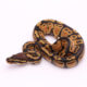 Africa import dinker ball python for sale