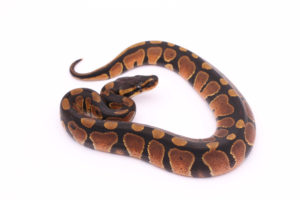 Africa import dinker ball python for sale