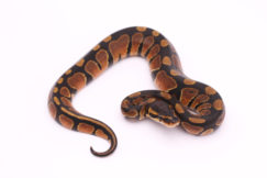 Africa import dinker ball python for sale