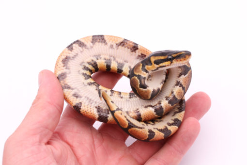 Africa import dinker ball python for sale