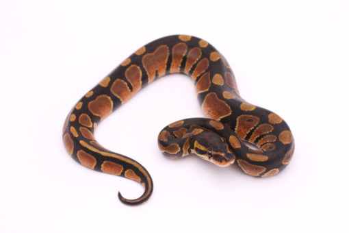 Africa import dinker ball python for sale