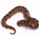 Africa import dinker ball python for sale