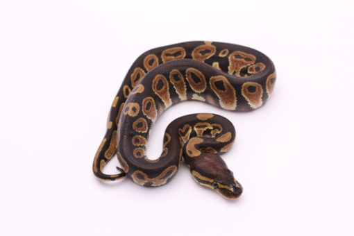 Africa import dinker ball python for sale