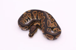 Africa import dinker ball python for sale