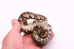 Africa import dinker ball python for sale