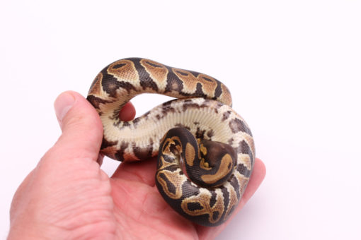 Africa import dinker ball python for sale