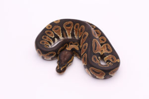 Africa import dinker ball python for sale