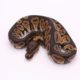 Africa import dinker ball python for sale
