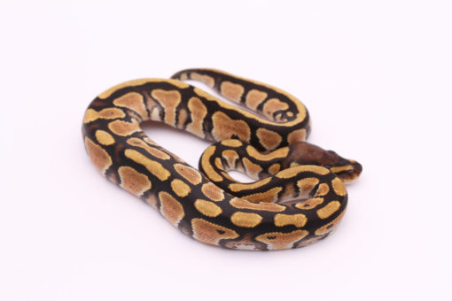 Africa import dinker ball python for sale