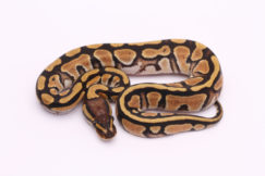 Africa import dinker ball python for sale