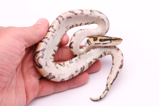 Africa import dinker ball python for sale