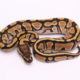 Africa import dinker ball python for sale