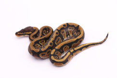 Africa import dinker ball python for sale