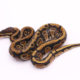 Africa import dinker ball python for sale