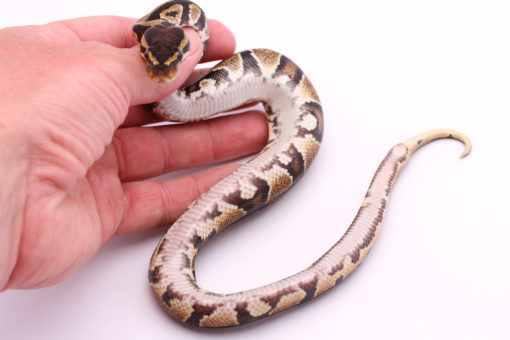 Africa import dinker ball python for sale