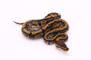 Africa import dinker ball python for sale