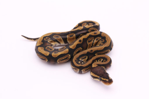 Africa import dinker ball python for sale
