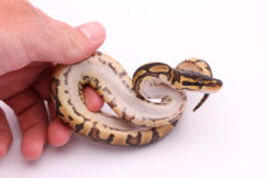 Africa import dinker ball python for sale