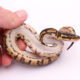 Africa import dinker ball python for sale