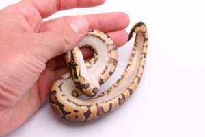 Africa import dinker ball python for sale