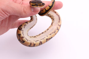 Africa import dinker ball python for sale