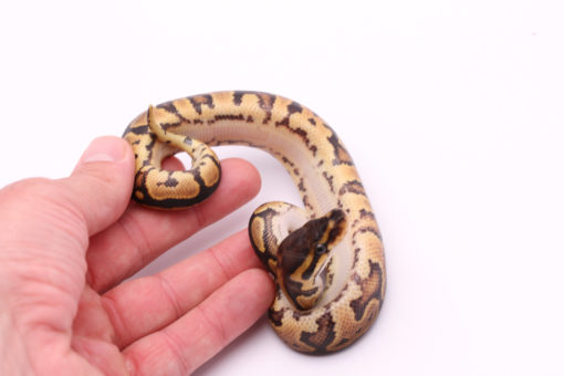 Africa import dinker ball python for sale