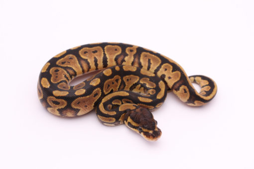 Africa import dinker ball python for sale