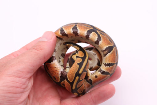 Africa import dinker ball python for sale