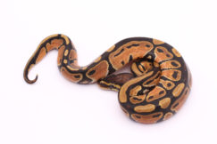Africa import dinker ball python for sale