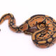 Africa import dinker ball python for sale