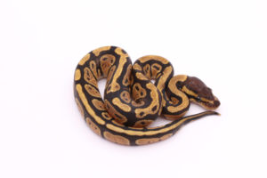 Africa import dinker ball python for sale