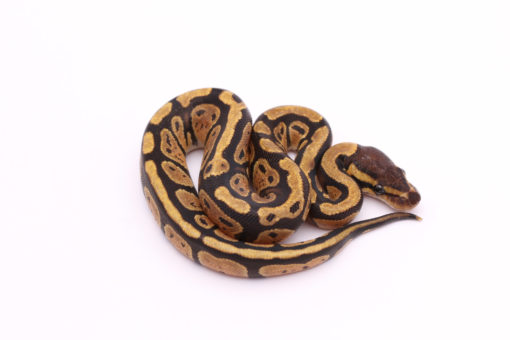 Africa import dinker ball python for sale