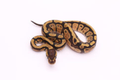 Africa import dinker ball python for sale