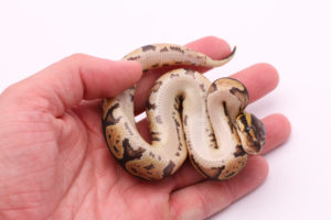 Africa import dinker ball python for sale