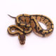 Africa import dinker ball python for sale