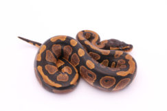 Africa import dinker ball python for sale