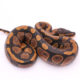 Africa import dinker ball python for sale