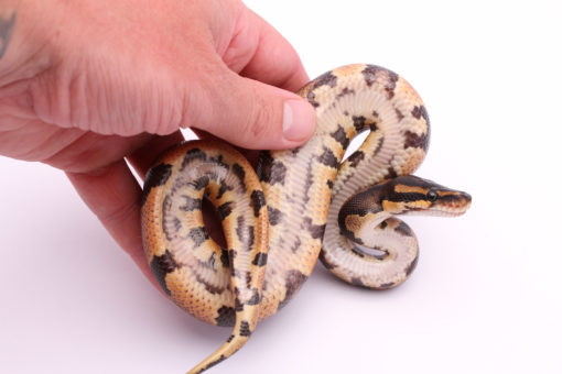 Africa import dinker ball python for sale
