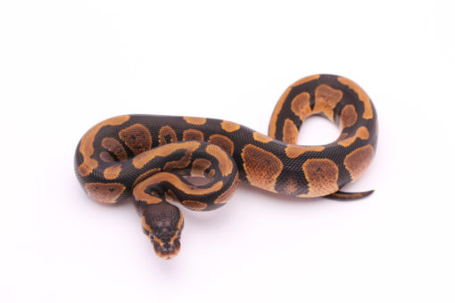 Africa import dinker ball python for sale