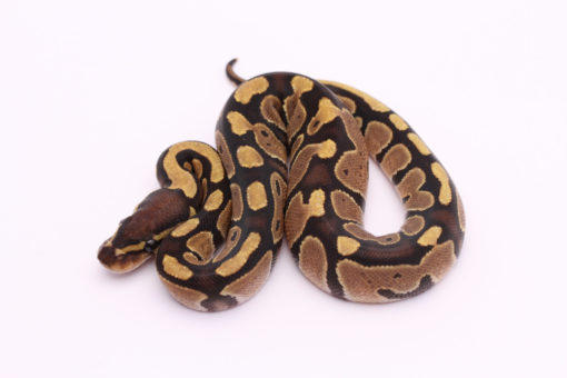 Africa import dinker ball python for sale