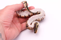 Africa import dinker ball python for sale