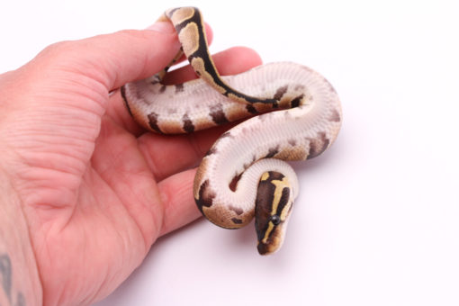 Africa import dinker ball python for sale