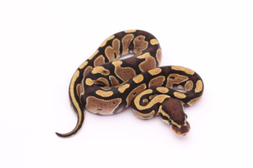 Africa import dinker ball python for sale