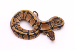Africa import dinker ball python for sale
