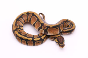 Africa import dinker ball python for sale
