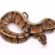 Africa import dinker ball python for sale