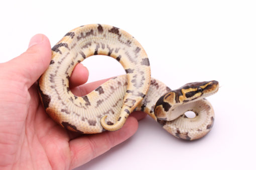 Africa import dinker ball python for sale